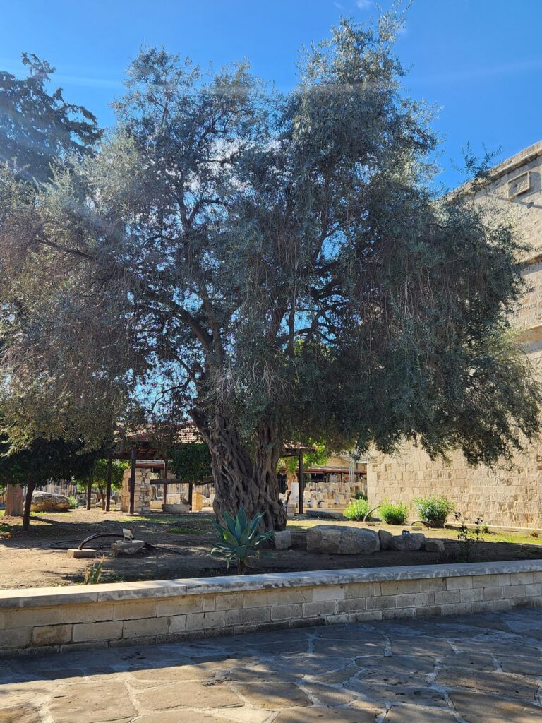 Ancient Olive tree