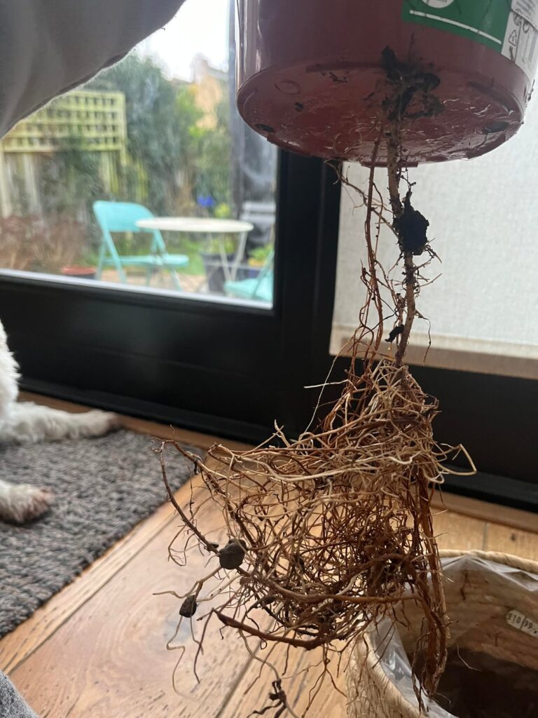 Dwarf umbrella tree roots help