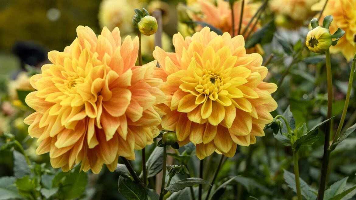 Two large yellow dahlias