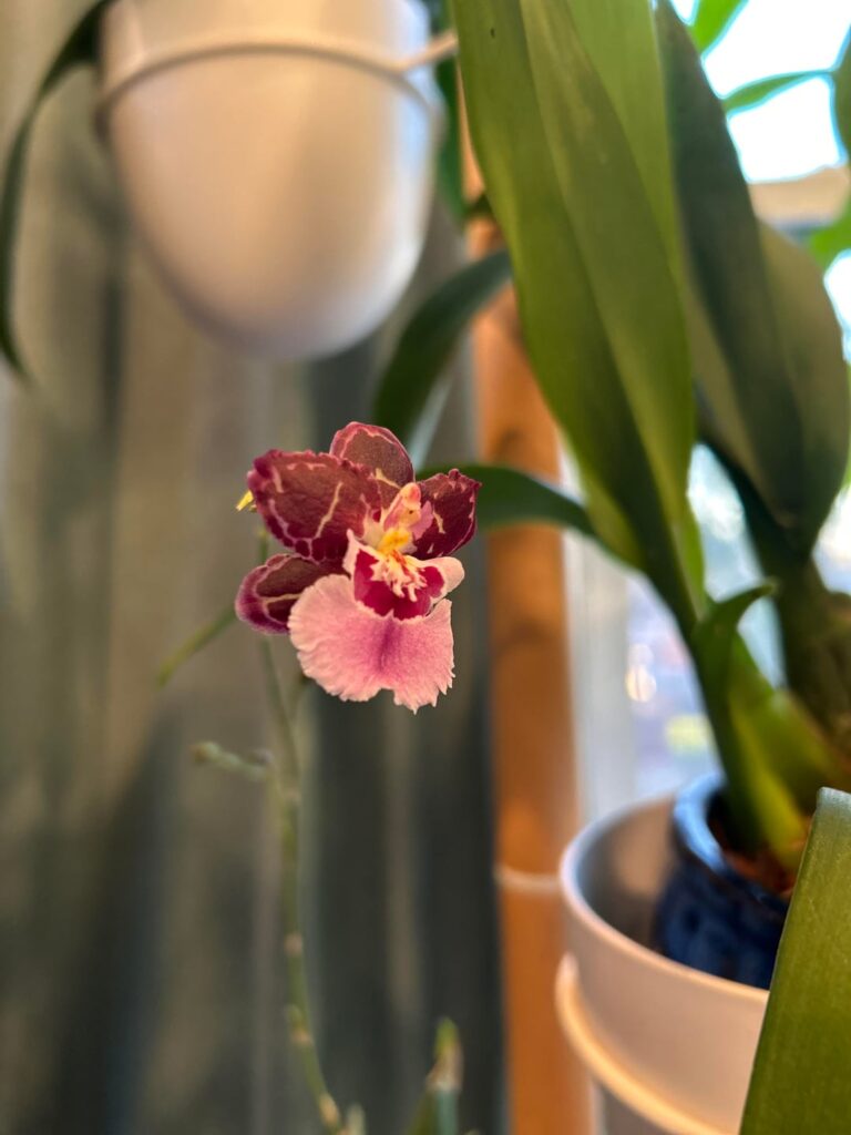 Oncidium First bloom!