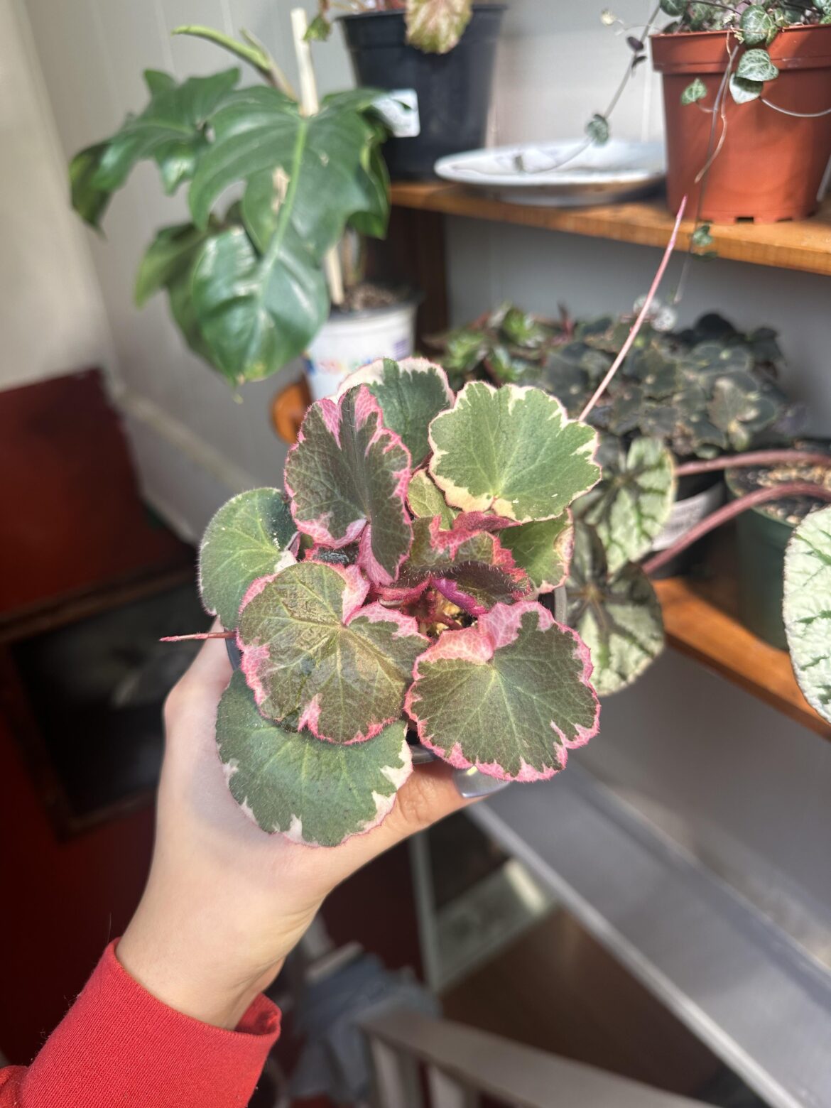 Strawberry begonia