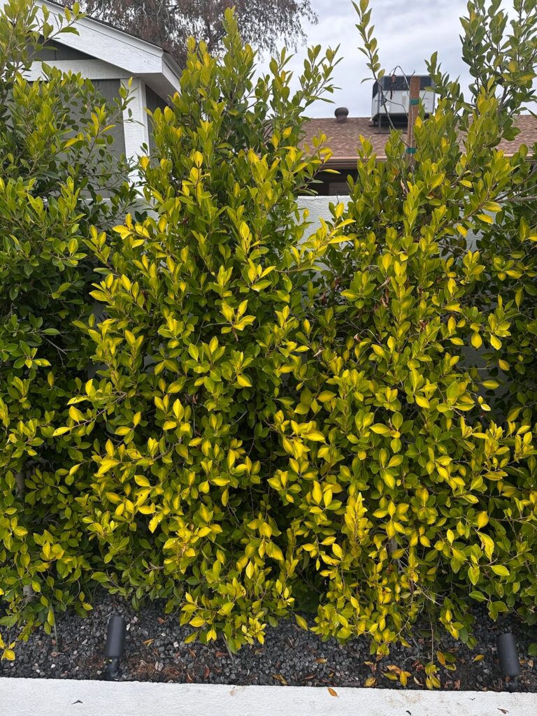 Yellowing Ficus Nitida’s (Phoenix, AZ)