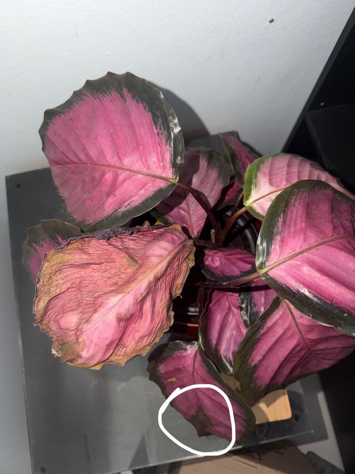 Why is my pink girl sad 🥺 Why is my pink girl sad 🥺