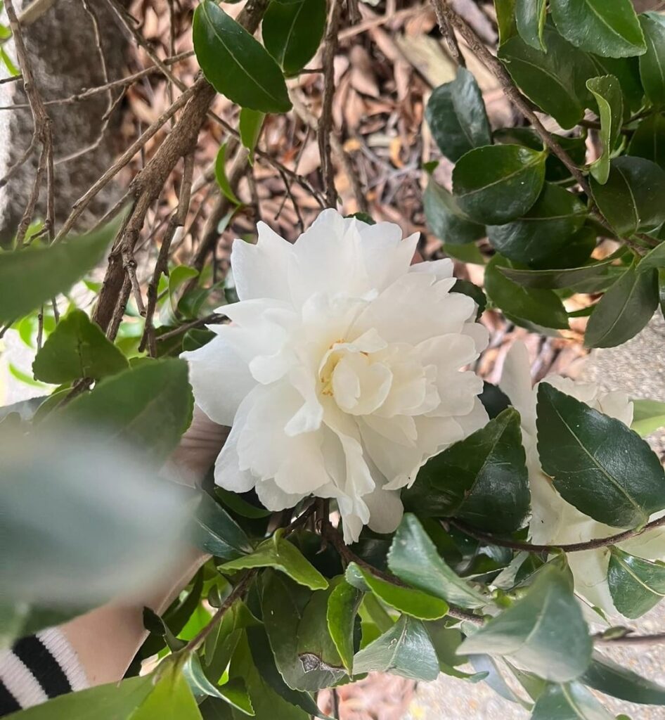 What variety is this? What variety is this?