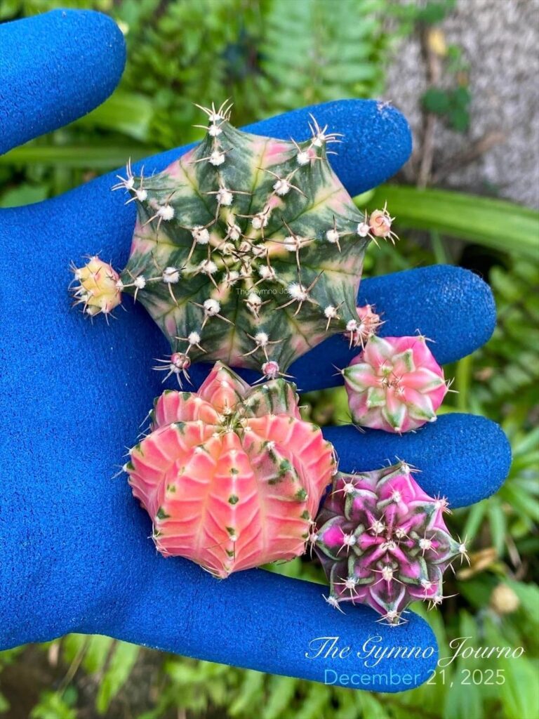 Small haul from Thailand 🇹🇭 💖