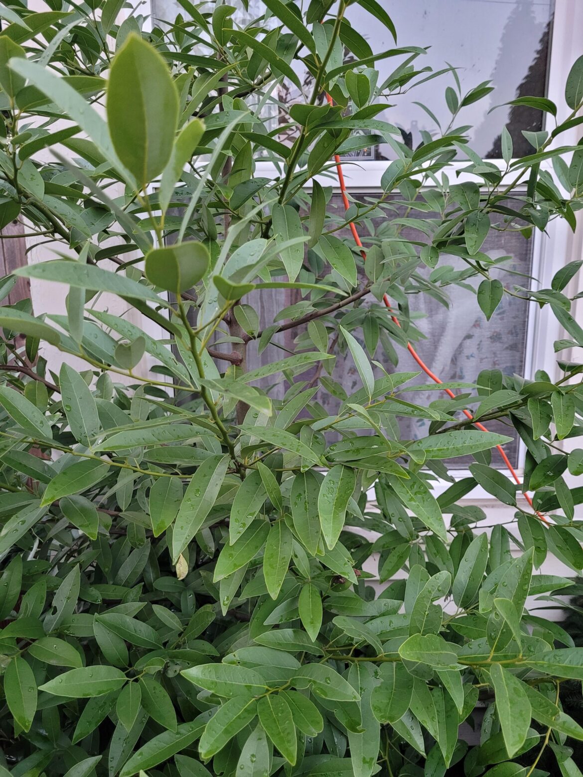 Is This Bay or A Dupe?