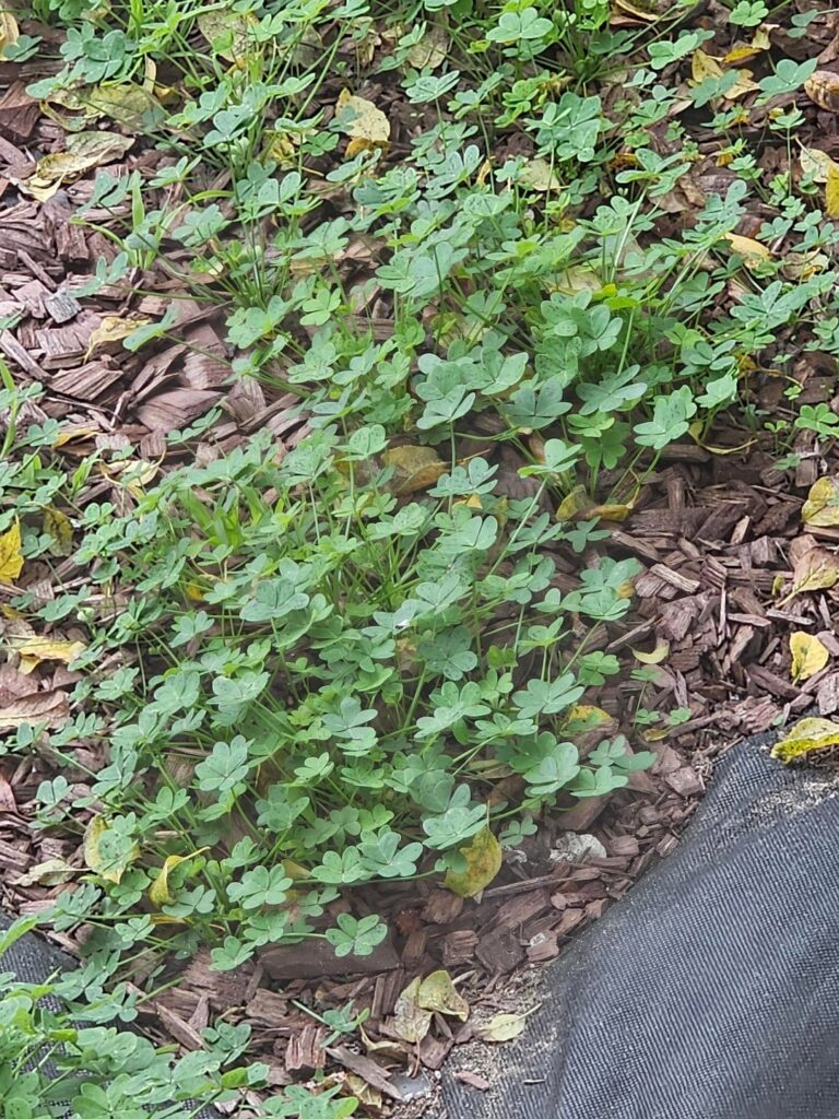 New home owner yard care question - South Sf, CA