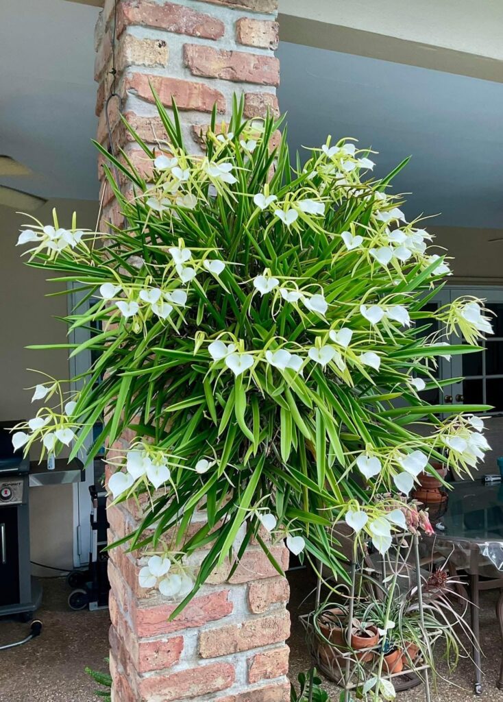 Gorgeous Brassavola nodosa grown inside a pool cage for 8 years in Florida( not mine) .