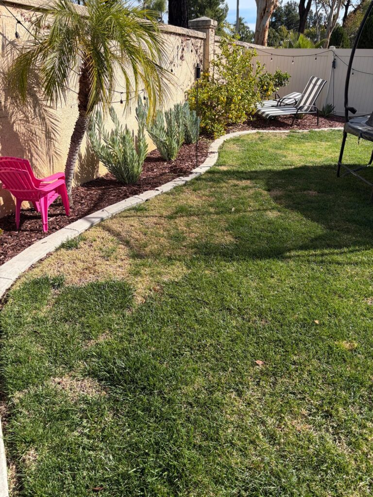 Why is this grass dead? Southern California. Why is this grass dead? Southern California.