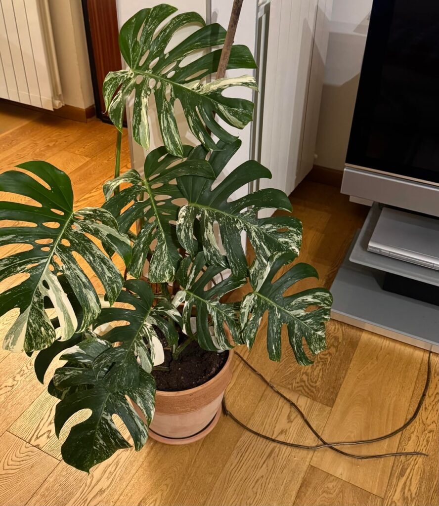 is cutting monsteras aerial roots okay?