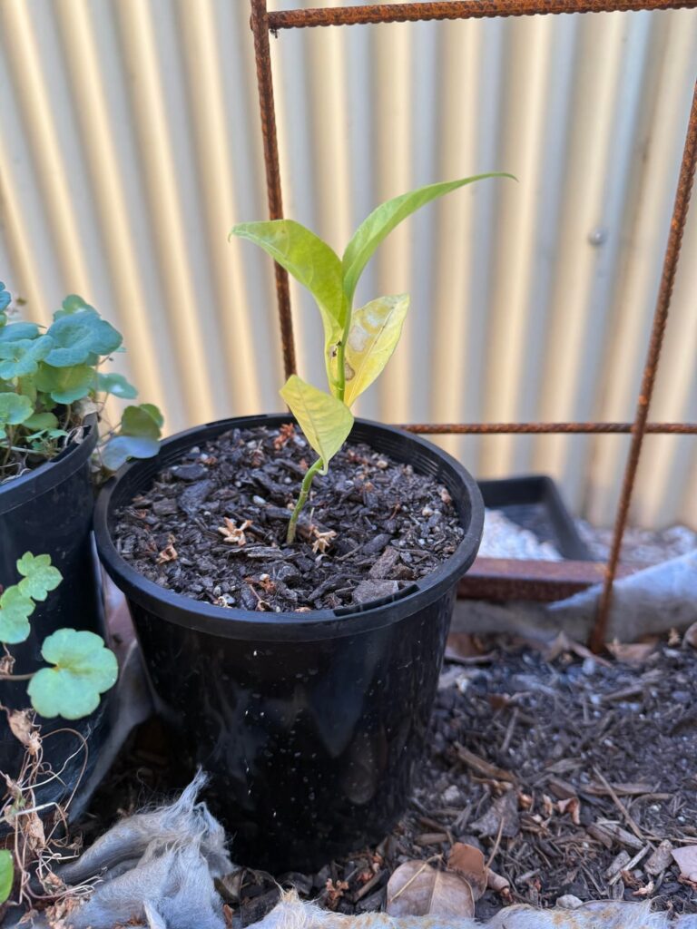 Passionfruit Sweetheart seedlings yellowing leaves