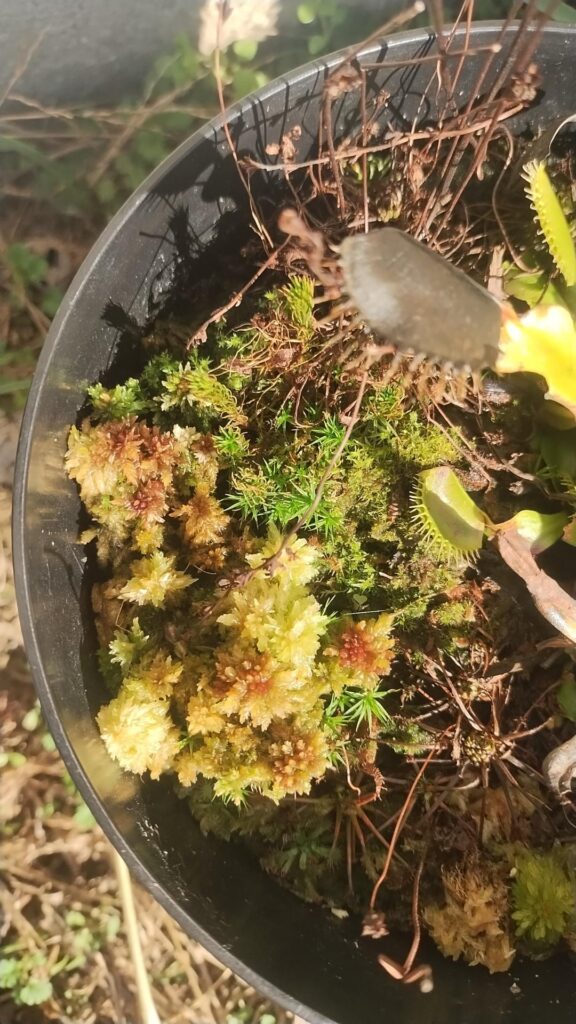 Anyone else growing Sphagnum moss?