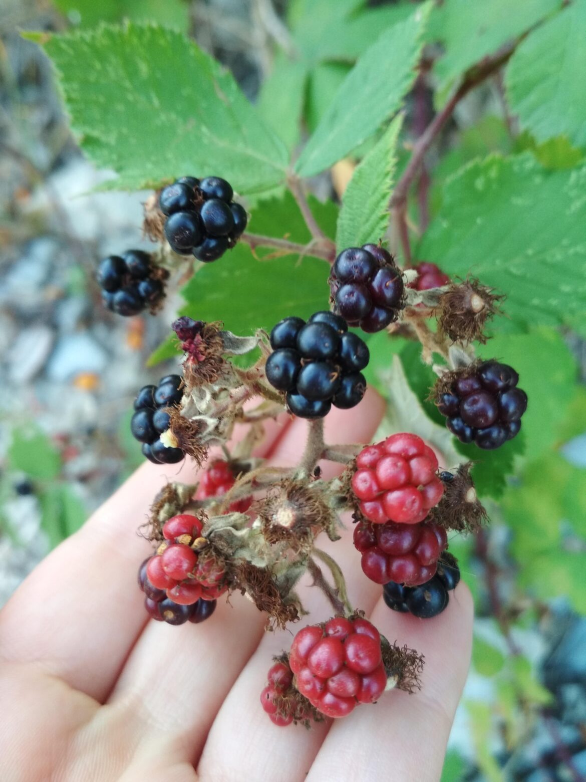 Azhina is the name of the blue blackberry (Rubus caesius) in the Caucasus