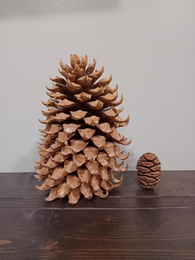 A cone from the most massive tree ( Giant sequoia ) vs a cone from the tree with the largest cones ( Coulter pine )