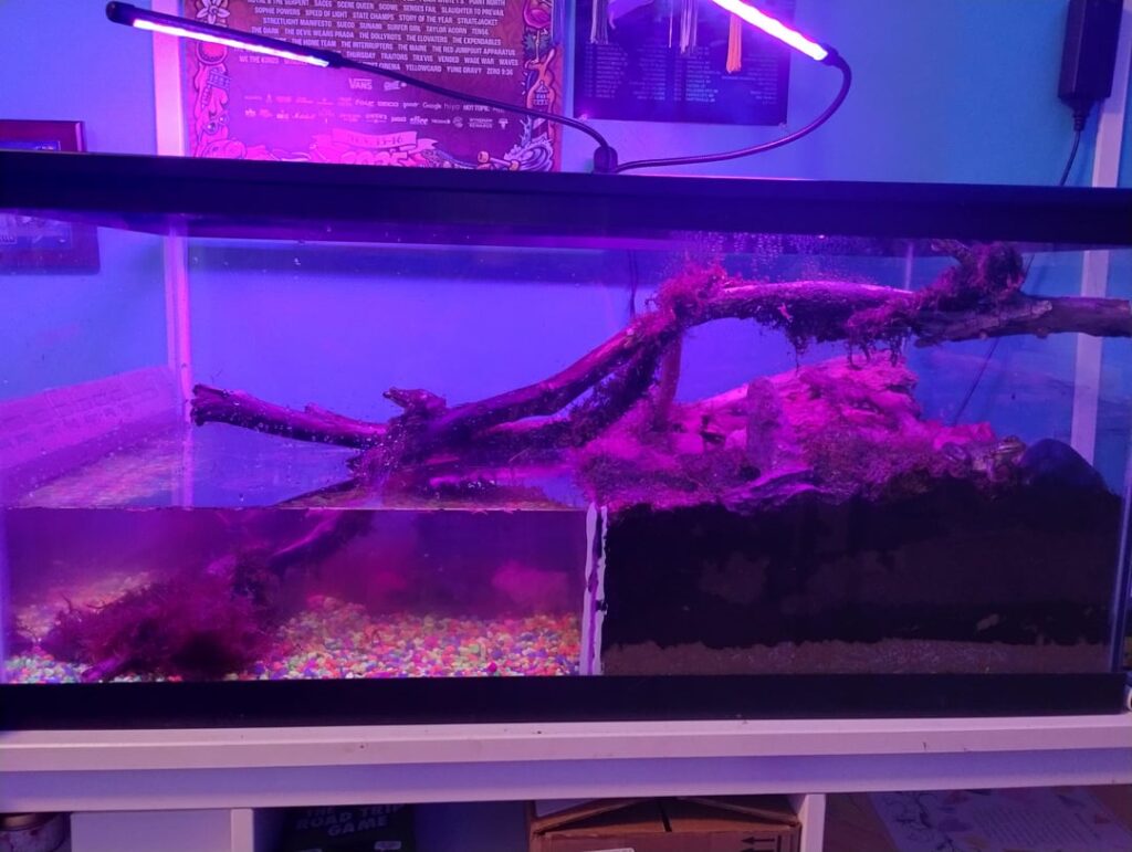 My mom's new paladarium that I helped make today