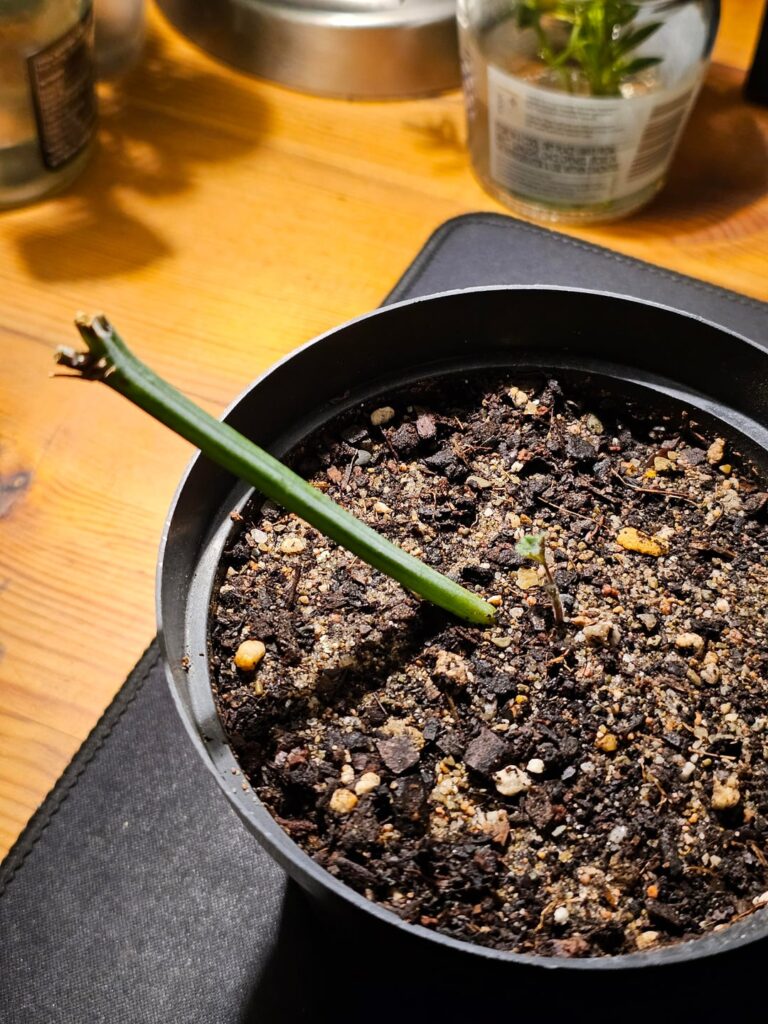 She's gonna make it!