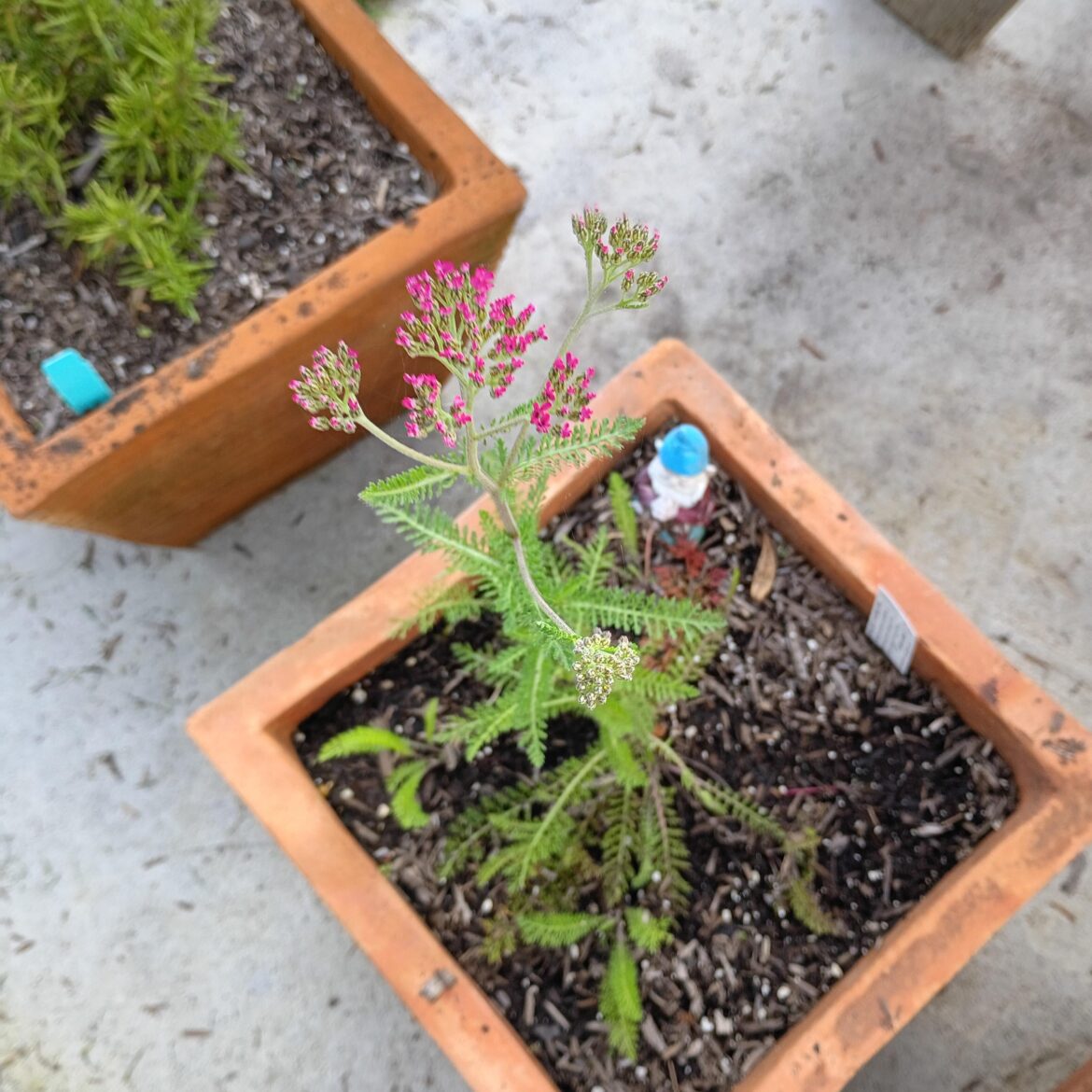 Achillea millefolium featuring pink buds instead of white Achillea millefolium featuring pink buds instead of white