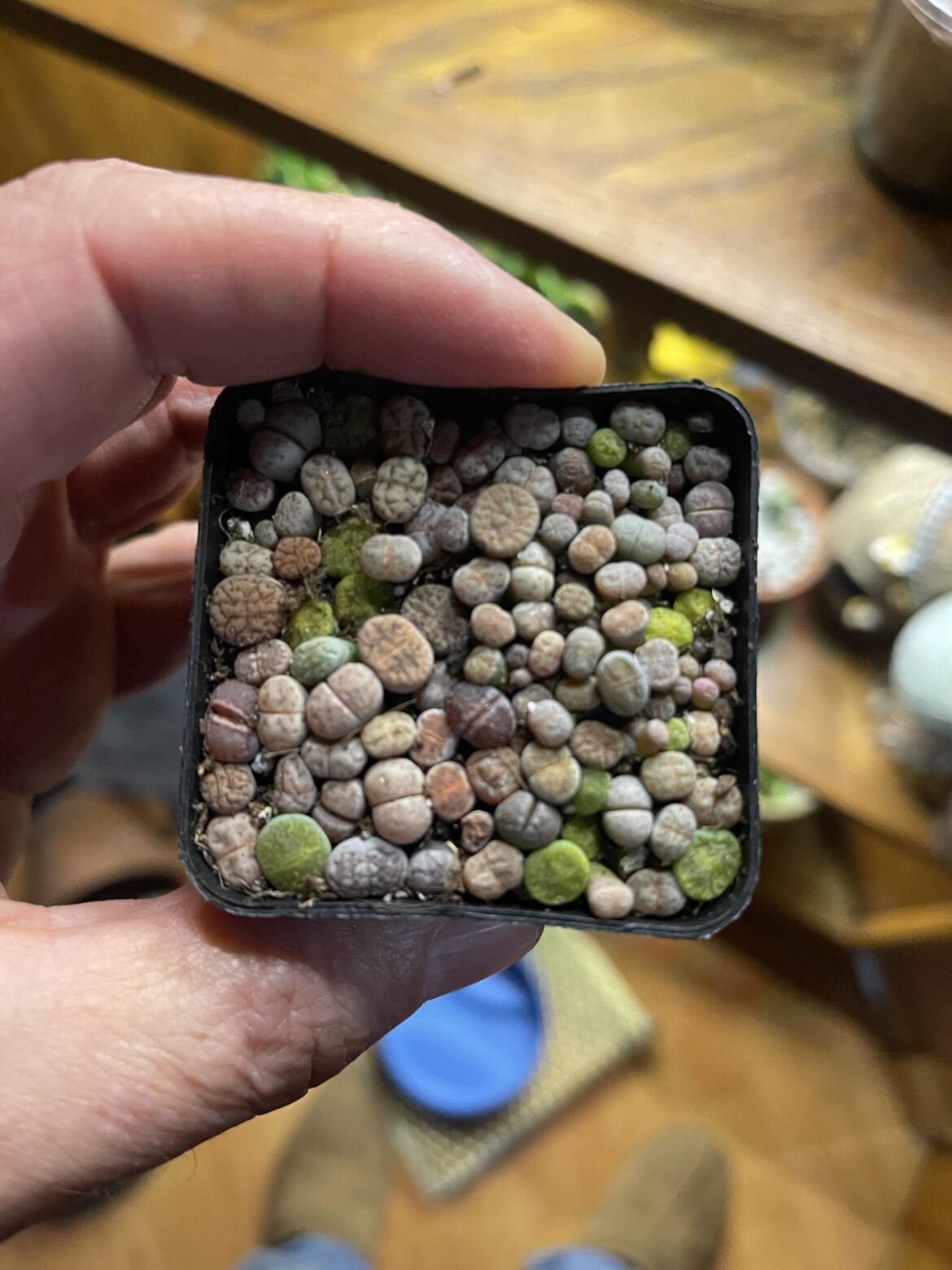 Do i repot these or what?