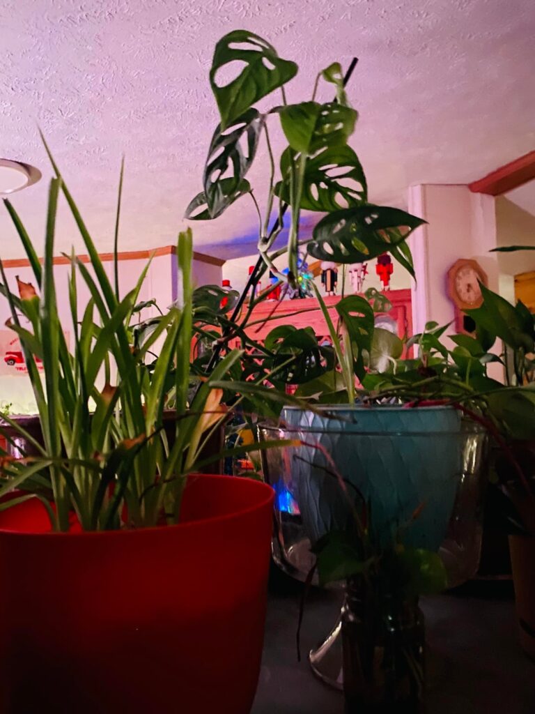 Plants are happy for Christmas!