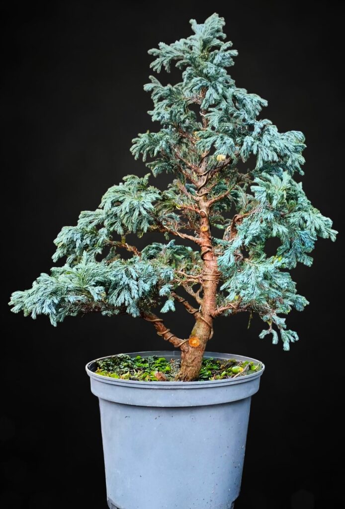 I bought this tree almost a year ago, as part of a new forest project...