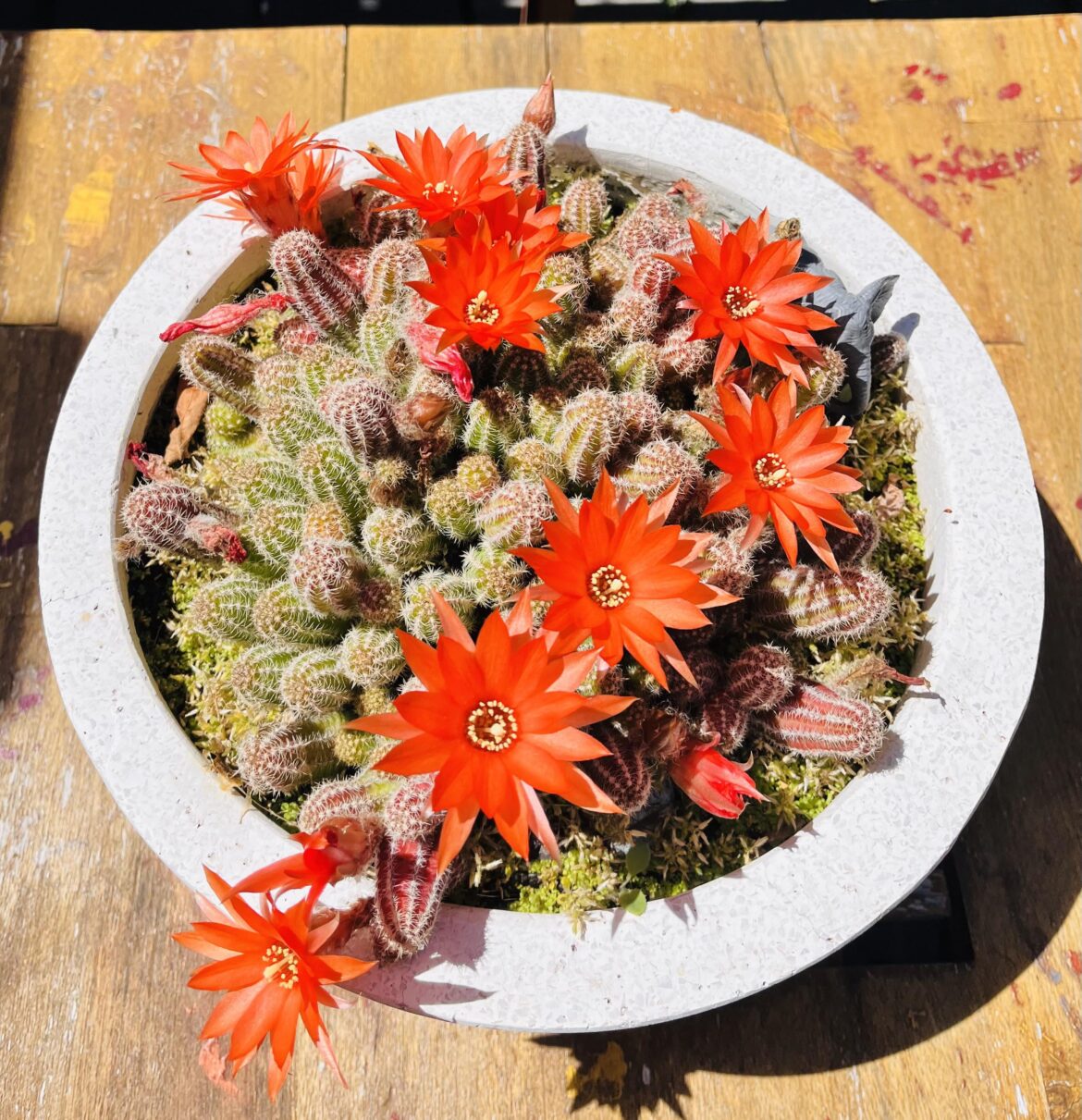 Summer magic on my peanut cactus 🌞🌸