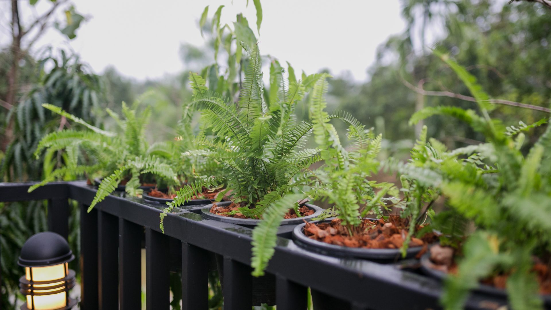 picture of small ferns in pots lining fence