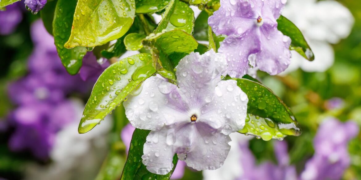 How To Protect Your Garden Before This Week’s Heavy Rain Arrives