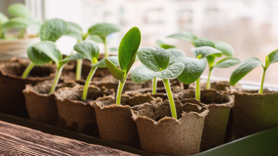 One YouTuber is catching flak for propagating rare plants with tissue culture — here's how other gardeners are reacting.