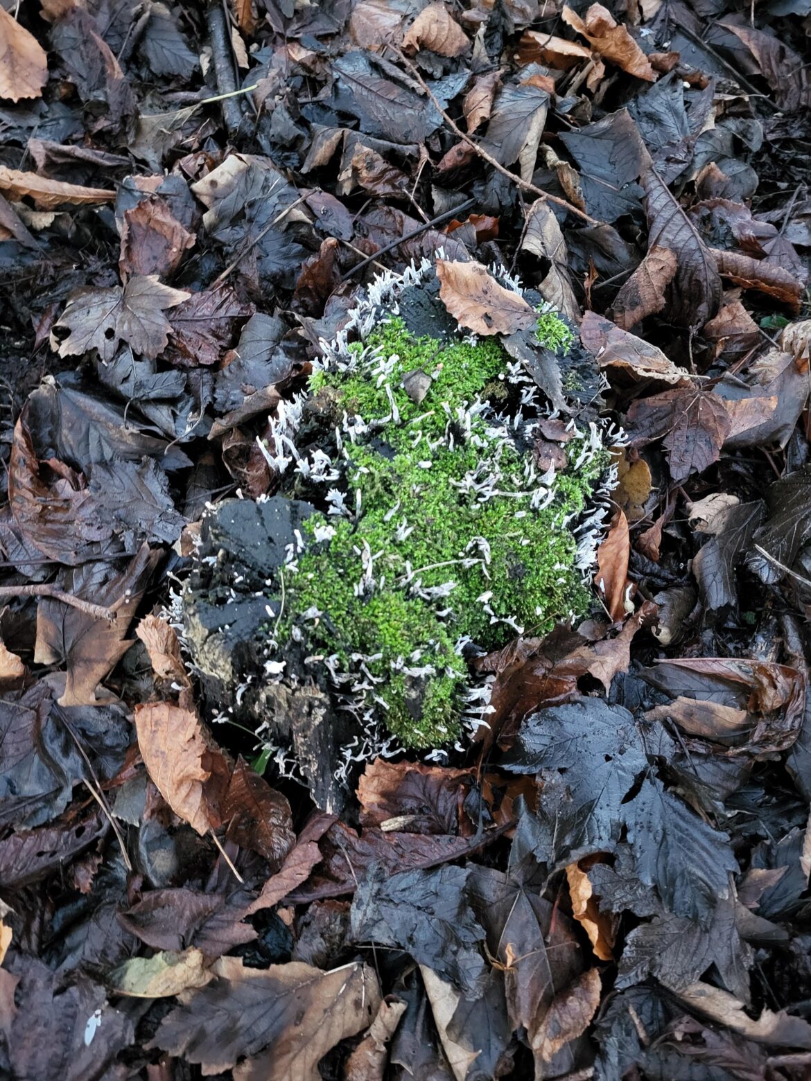 What is this white stuff growing out of the tree stump?