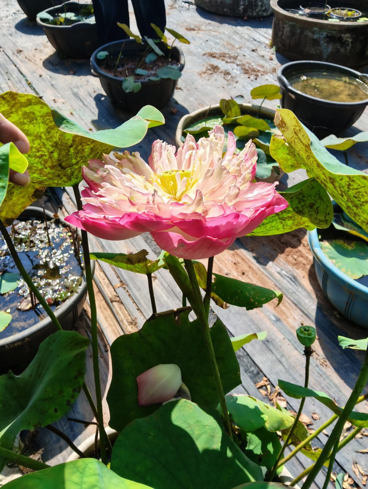 Guess the name of this lotus variety!!