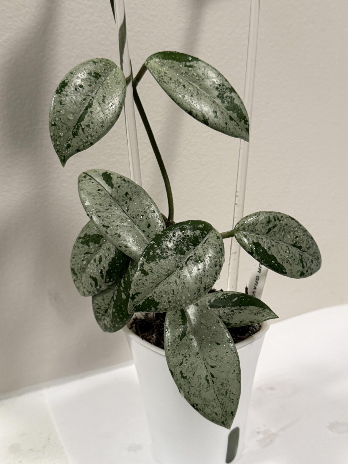 Hoya Wilbur Graves 'Russia'