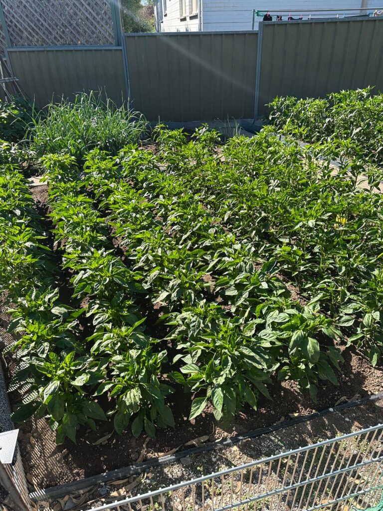 Veggie garden In 5th gear this year 🎉