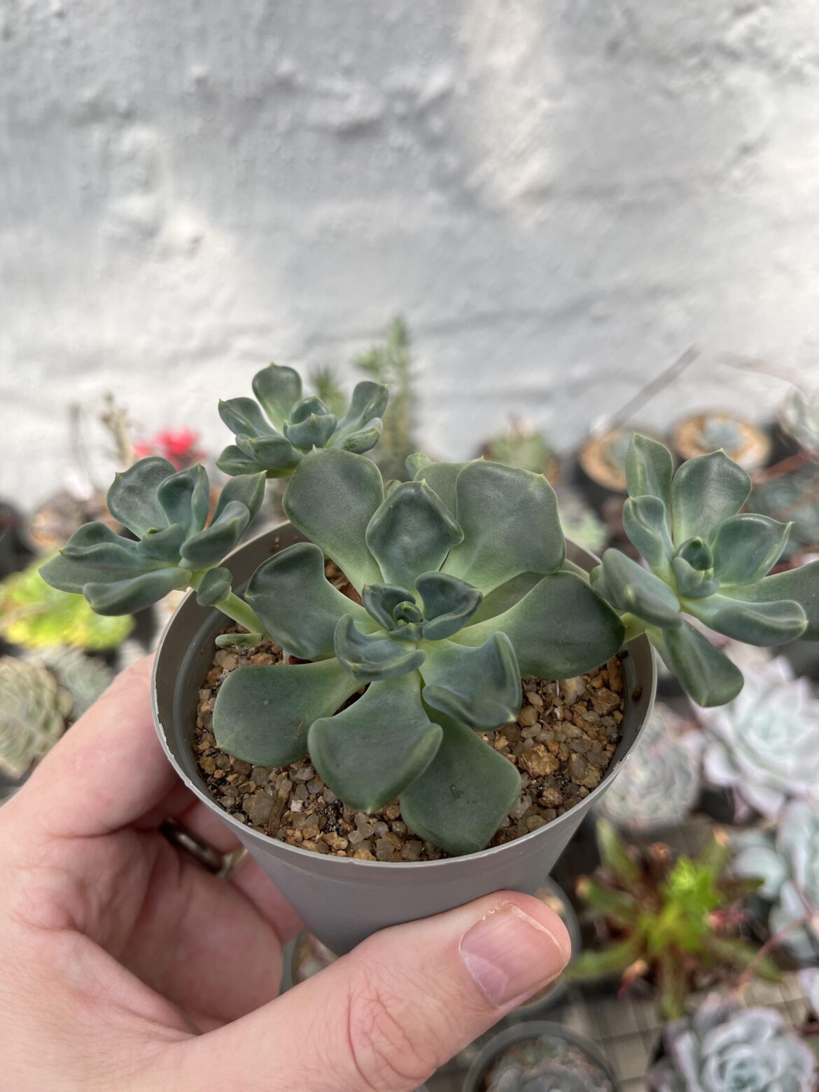 Echeveria setosa var. oteroi