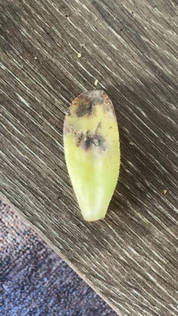 Is this my prop box rotting? Is this my prop box rotting?