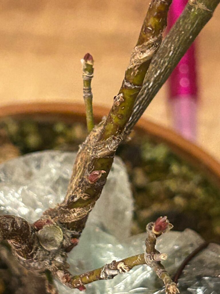 Are these Buds opening?