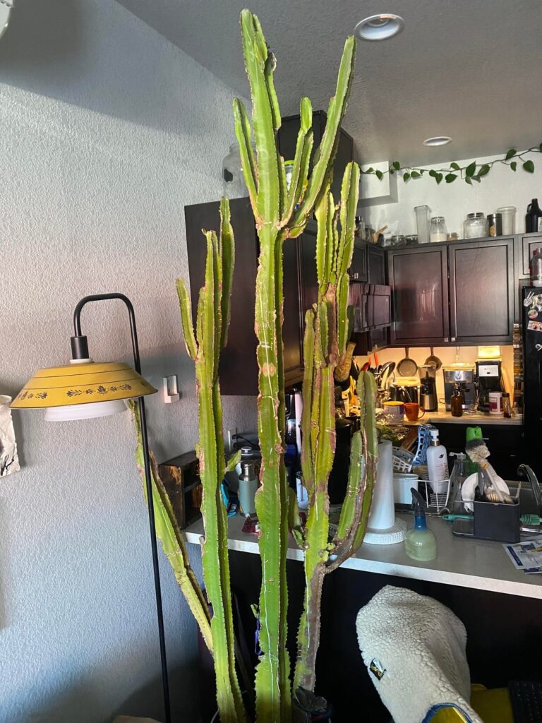 Help Needed, yellowing and drying/dying