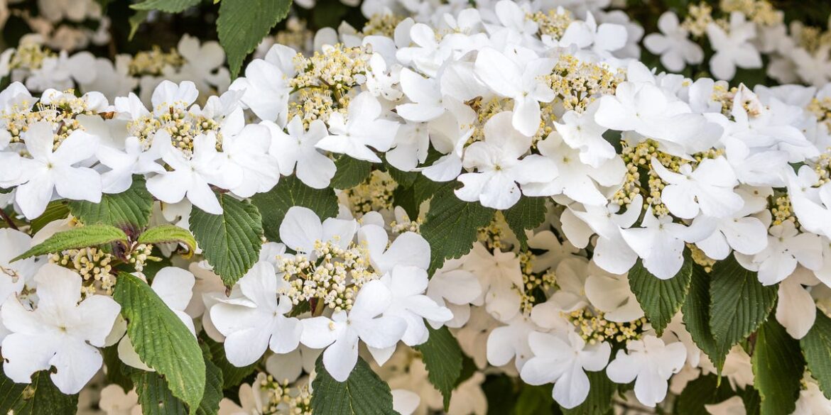 10 Plants That Match Pantone’s Colour Of The Year 2026 10 Plants That Match Pantone’s Colour Of The Year 2026