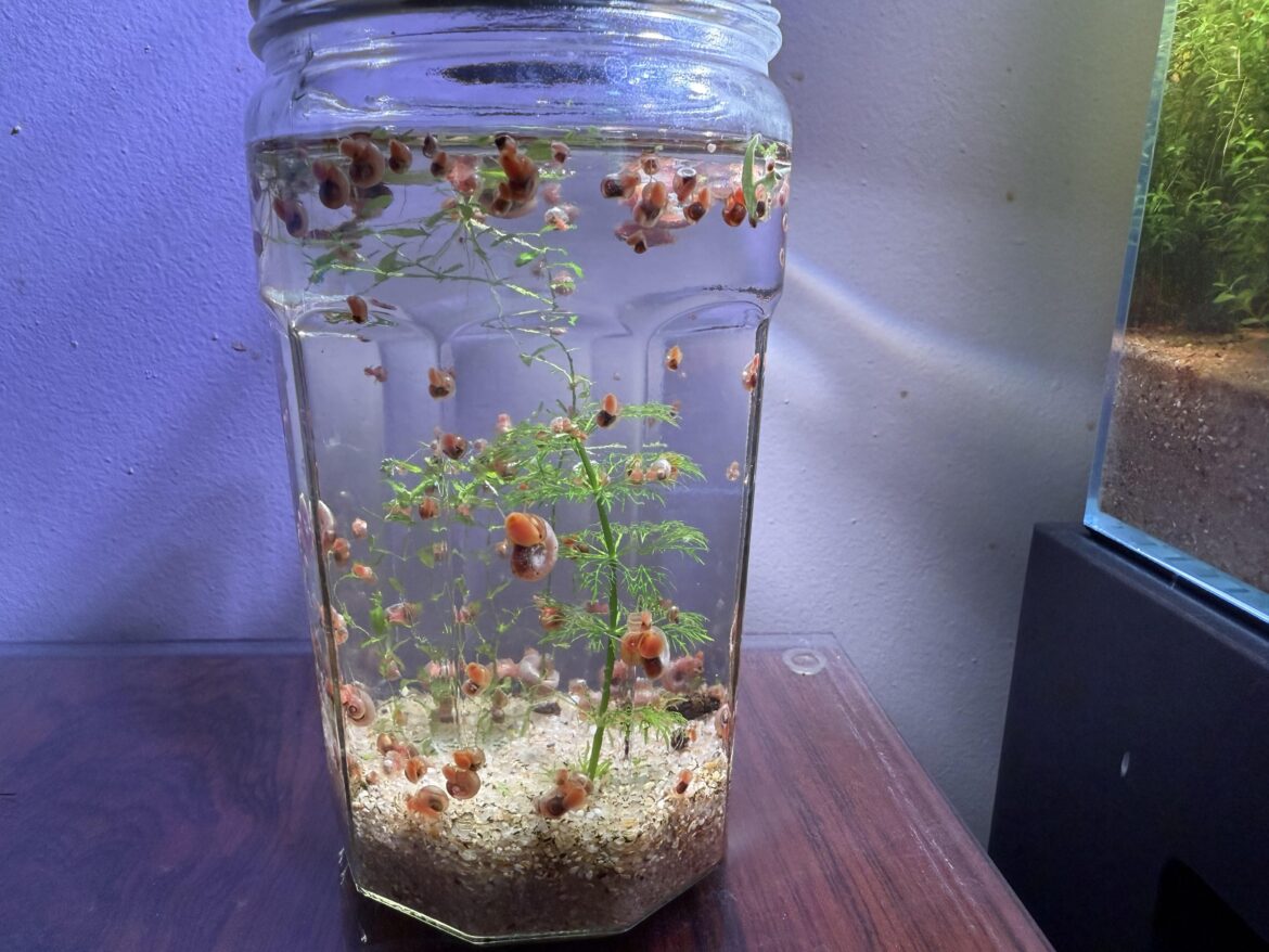 My snails got exiled My snails got exiled