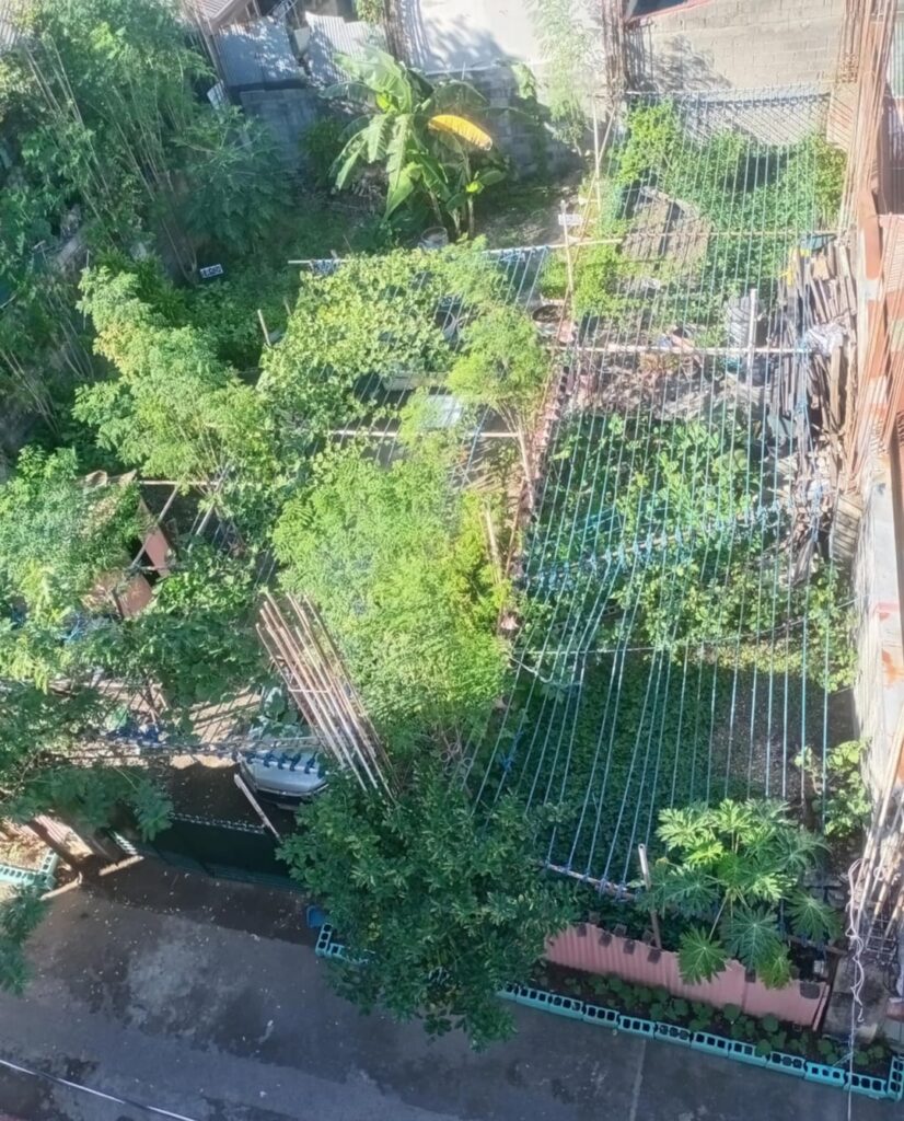 Urban Gardening in Taguig City, Philippines