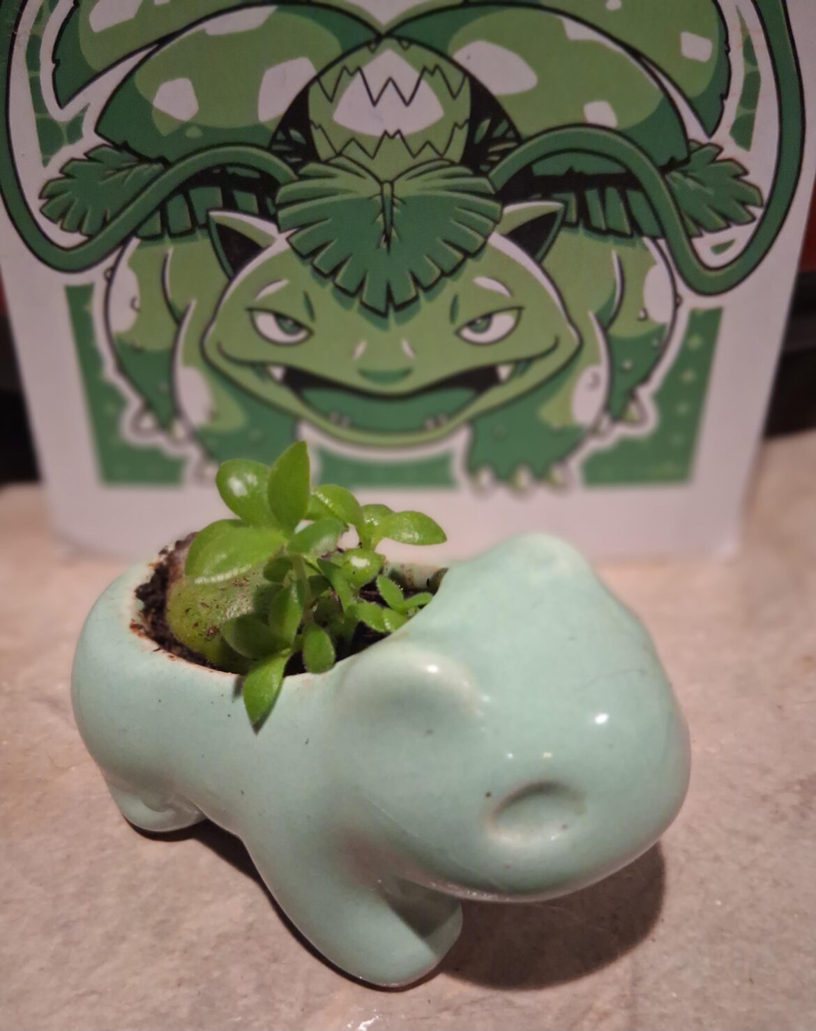 Baby Bulbasaur ❤️