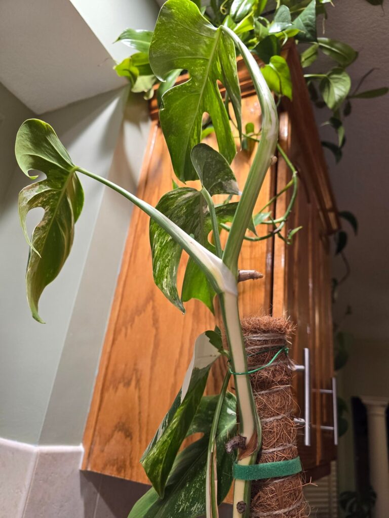 Is my plant reverting?