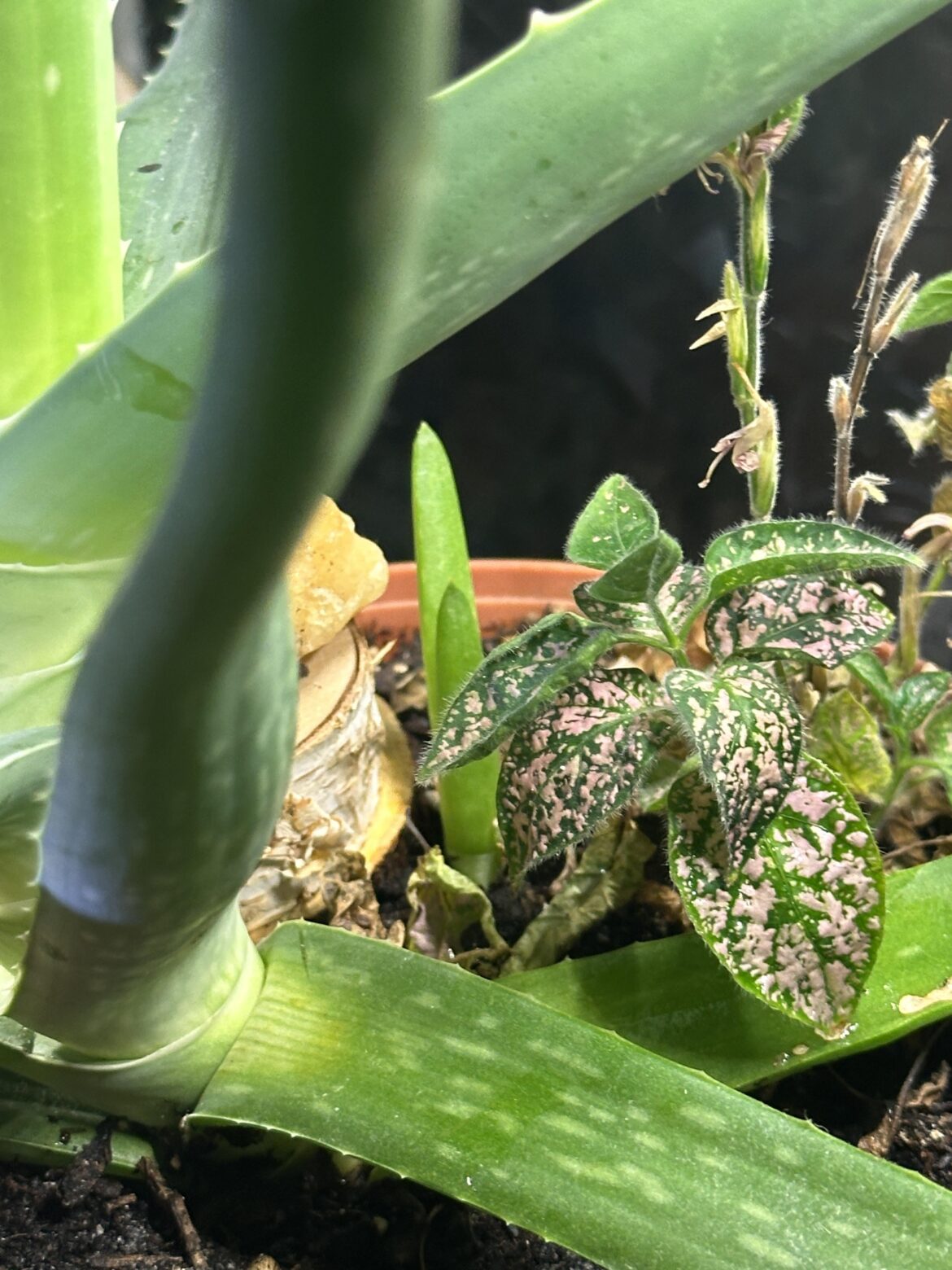 My mom gave me her unhappy aloe a couple summers ago, and she just had a baby!