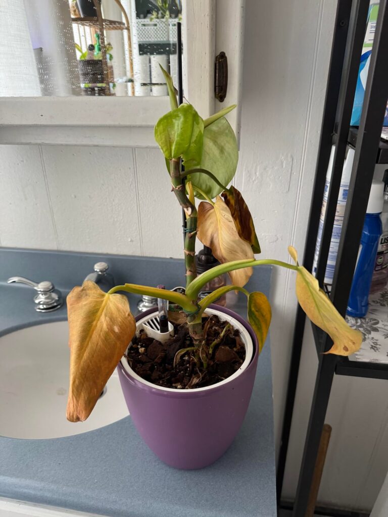 Philo White Wizard and Monstera Help! Philo White Wizard and Monstera Help!