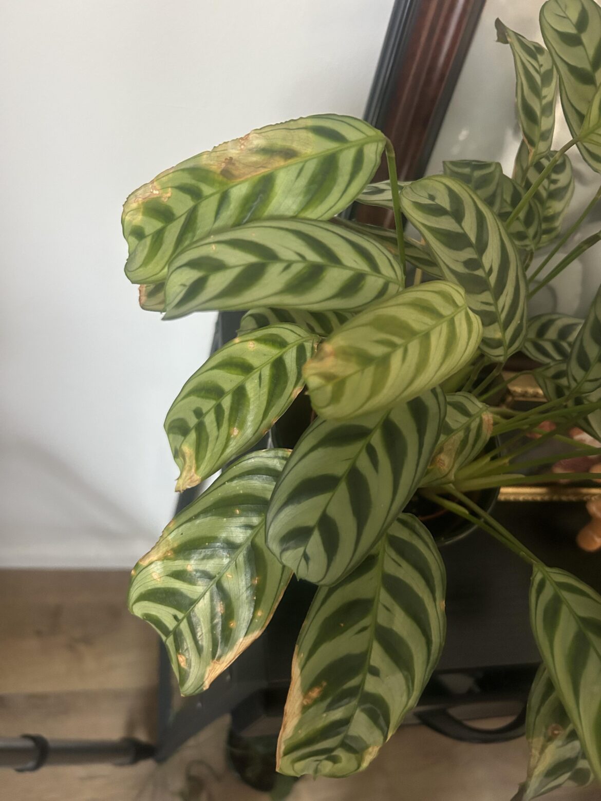 What’s wrong with my plant?