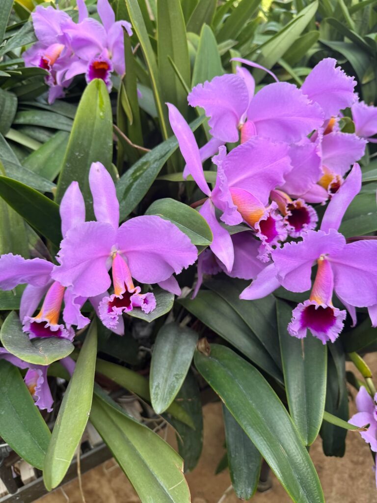 Laelia