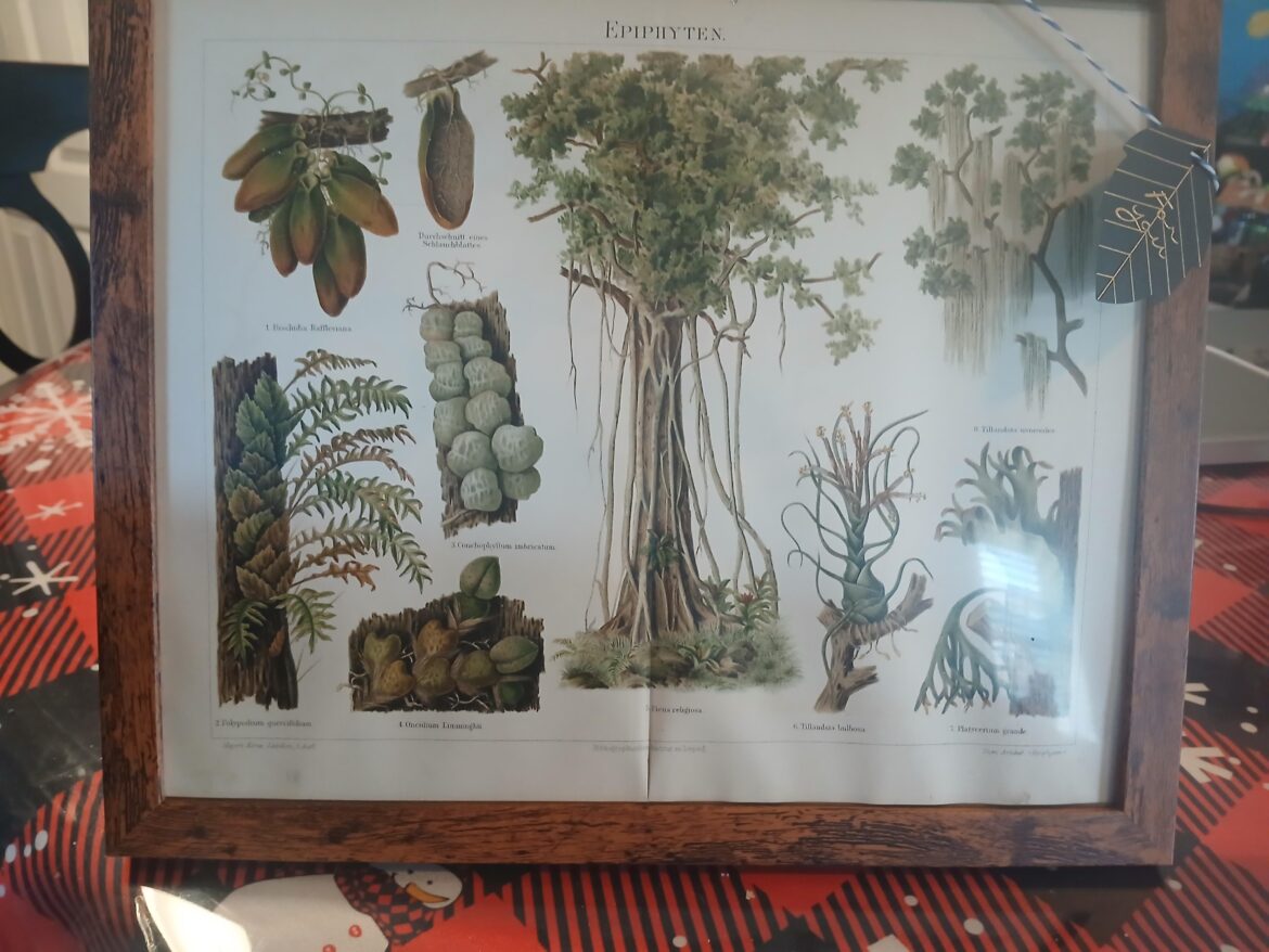 Just got this Vintage Botanical print as a Cristmas present ( I found it and picked it out/payed for it myself) and just wanted to see exactly how many inaccuracies there are with it, lol