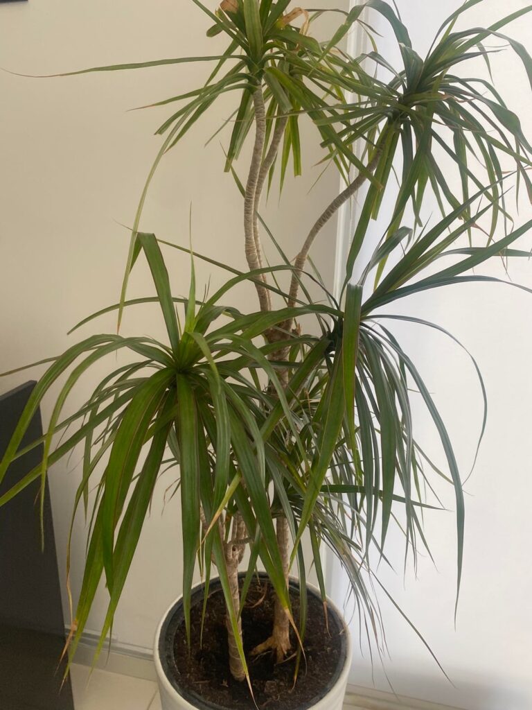 Hi, anyone knows what’s going on with this plant please and how to fix?