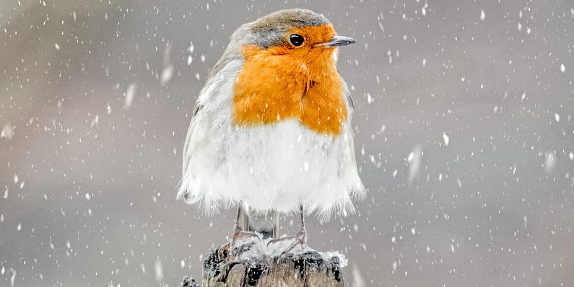 Want More Robins This Winter? Here Are 6 Ways To Attract Them To Your Garden Want More Robins This Winter? Here Are 6 Ways To Attract Them To Your Garden