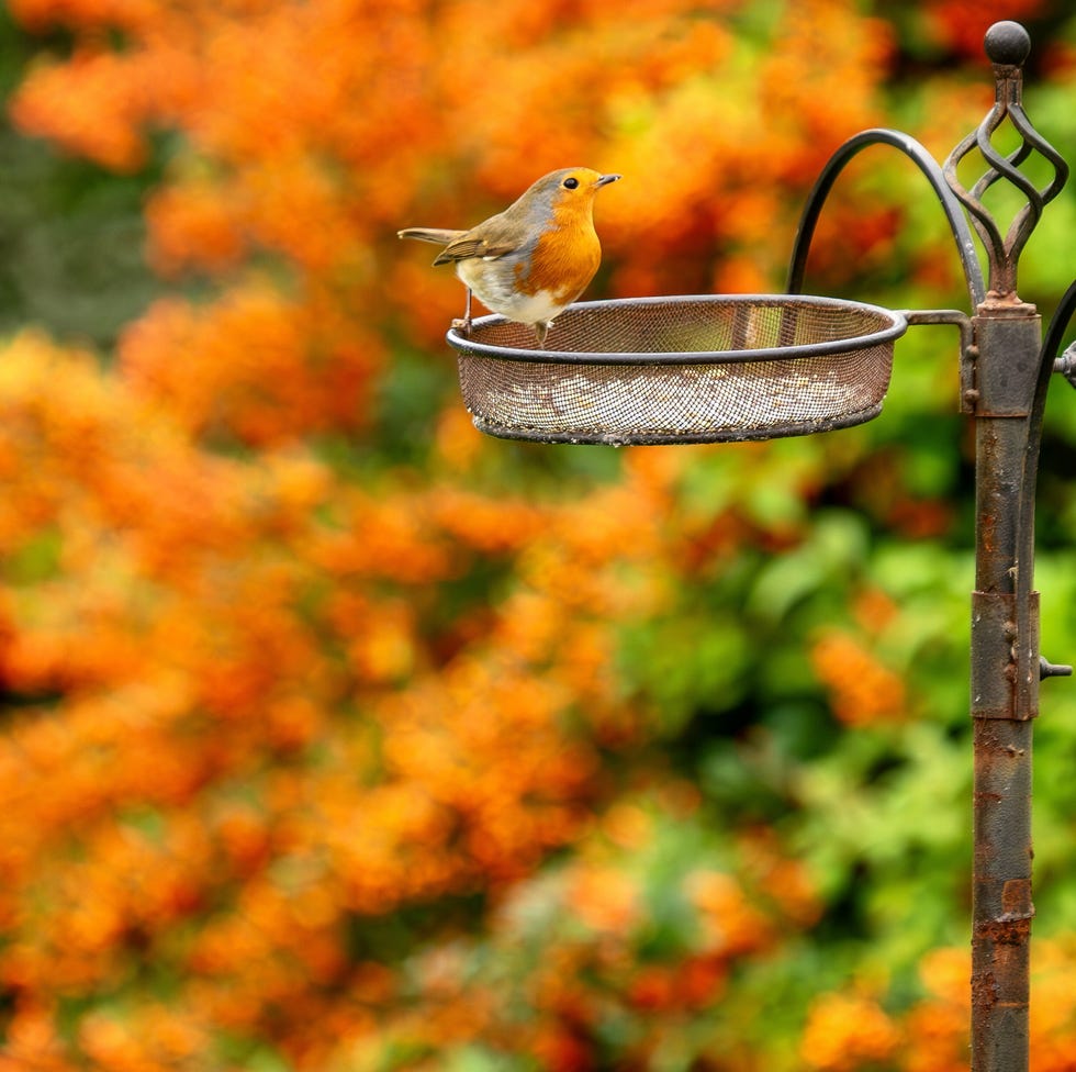 robin in an autumn garden robin in an autumn garden