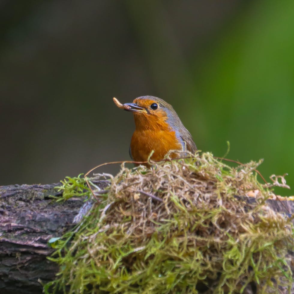 Robin perched with a worm on mossy wood. robin perched with a worm on mossy wood.